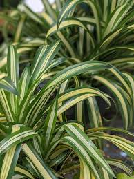 Image result for Asparagaceae