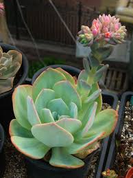 Echeveria Hakuhou World Of Succulents Planting Succulents Succulent Garden Diy Echeveria