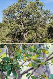 Image result for Pseudolachnostylis maprouneifolia