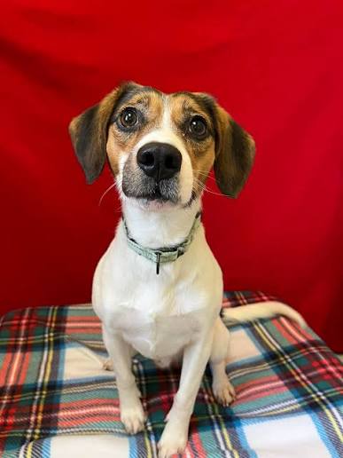 Adopted***. 'Brody' ID# 62681 Beagle mix. 1 year old male. Stray found in  Zip Code 27013. Approx. last day 12/09/2014.