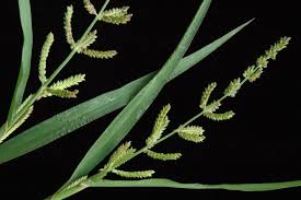 Image result for Echinochloa colona