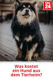 Was Kostet Ein Hund Aus Dem Tierheim Tierheim Hunde Tierheim Tiere
