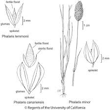 Image result for Phalaris
