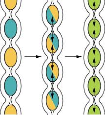There are two other kinds of motility seen in the small intestine, but their function is not as well understood. The Small And Large Intestines Anatomy And Physiology Ii