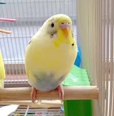 Cutest Parakeet Pet Birds Budgies Budgies Bird