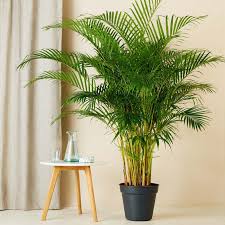 Image result for Dypsis lutescens