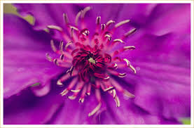 Blooms a long time (may to july). 50 Types Of Purple Flowers Ftd Com