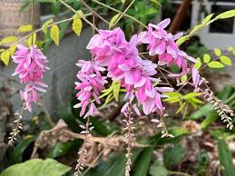 Image result for Indigofera hedyantha