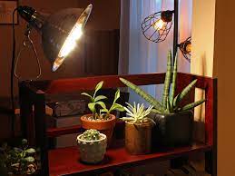 Echeveria, sempervivum, aeonium, sedum, kalanchoe or others exposure: Succulent Grow Light Recommendations Mountain Crest Gardens