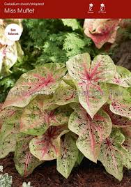 Especially good for hanging baskets (see bottom of page. Caladium Strapleaved Miss Muffet No 1 50 P Binbox Rotex Flowerbulbs Bv