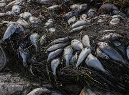 Red tide is a common but deceptive term for a natural phenomenon that occurs regularly along most coastal areas. Oax2y9pj095pum