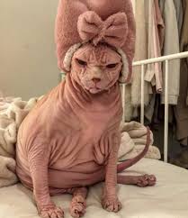 Other cats from the breeder. Diese Sphynx Katze Ist Immer Sauer Holidogtimes