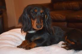 High to low nearest first. Black Tan Miniature Dachshund Dachshund Puppy Miniature Miniature Dachshunds Dachshund