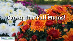 If the weather's very hot and the rain scarce, they may need daily watering at the height of their summer growing season. Late Season Bloomers How To Take Care Of Fall Mums