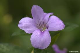Image result for Barleria setosa