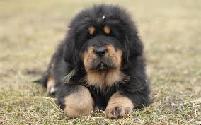 Download Wallpapers Tibetan Mastiff 4k Small Dog Black Puppy Green Grass Puppy On The Grass Pets Mountains Besthqwallpapers Com Mastiff Puppies Mastiffs Mastiff Dogs