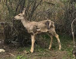 Spotted An Injured Animal? Here's What You Should Do - HighRiverOnline.com - Local news, Weather, Sports, Free Classifieds and Job Listings for High River, AB and southern Alberta