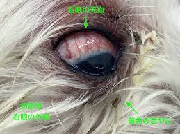 川崎市川崎区の動物病院「たかはし犬猫病院」