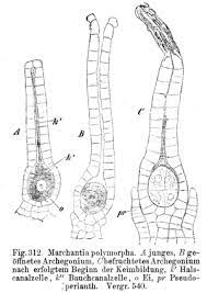 In contrast to the genetic diversity of cle family in flowering plants, the liverwort marchantia polymorpha possesses a minimal set of cle, mpcle1 (tdif homolog), and mpcle2 (clv3 homolog). Moose Biologie