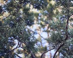 Image of Juniper tree Egypt