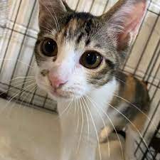 三毛猫 生後3ヶ月ほど ミーニャ 子猫 猫 三毛猫