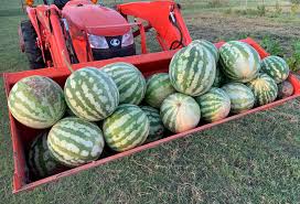 Peach tree lemon plant strawberry plants Hi Reddit My First Attempt At Growing Watermelons How D I Do Unfortunately Taste Is Not Up To Par Looking For A Better Type But The Growing Part Certainly Worked Gardening