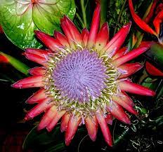 Tropical Australian Flowers Amazing Beauty Australian Flowers Flowers Flower Pictures