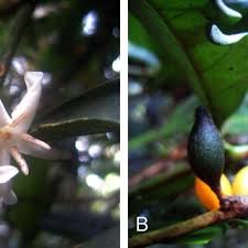 Image result for Sericanthe leonardii