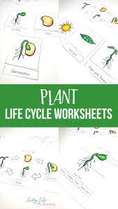 Little Learners Print Go Activity Kit Plant Life Cycle Plant Life Cycle Worksheet Plant Life Cycle Life Cycles