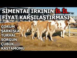 Hayvan Pazari Yozgat Sorgun Youtube
