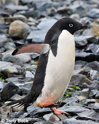 Antarctic Circle Voyage January 2012 Penguins Arctic Animals Pet Birds