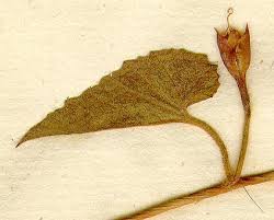 Image result for Convolvulus farinosus