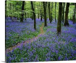 Bluebell Wood Near Boyle County Roscommon Ireland Irish Images County Roscommon Roscommon Ireland