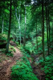 In Deep Woods By Jim Crotty Deep Woods Forest Flowers Nature