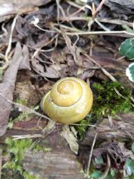 Schnecke Im Gelben Haus Von Eierreich Schnecken Gelbe Hauser Fruhling