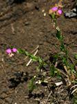 Image result for Polygala ohlendorfiana