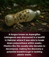 Image result for Asparagus aspergillus
