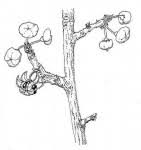 Image result for Turraea stolzii