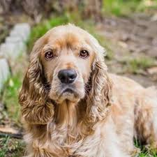 Cocker Spaniel