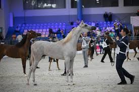 نادي الشارقة يعلن عن اربع بطولات لجمال الخيل العربية للموسم 2019 2020 Arabian Horse Horses Arabians