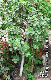 Image result for Fuirena microcarpa