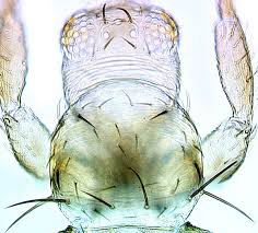 Image result for Cissus nigropilosa