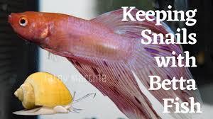 Keeping Snails With Betta Fish Youtube