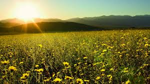 Be careful not to touch the plant, because it may. Striking Desert Gold National Parks Conservation Association