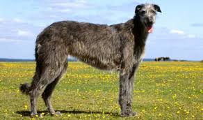 The scottish deerhound is a large sized dog breed of hounds, from the uk, originally get complete information on deerhound's temperament, grooming, facts about puppies, pictures and more. Scottish Deerhound Dog Breed Information