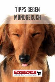 Mundgeruch Bei Hunden Was Kann Ich Tun Mundgeruch Hunde Hundepflege