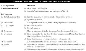What is the function of cell organelles. General Knowledge For Ssc Exams Summary Of Functions Of Different Cell Organelles Ssc Portal Ssc Cgl Chsl Mts Cpo Je Govt Exams Community