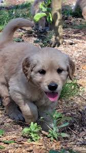 Hello from the golden girls :). We got some play time outside today 🥰