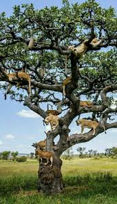 Lion Tree Animals Beautiful Animals Wild Animals