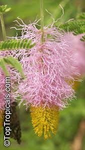 Image result for Dichrostachys